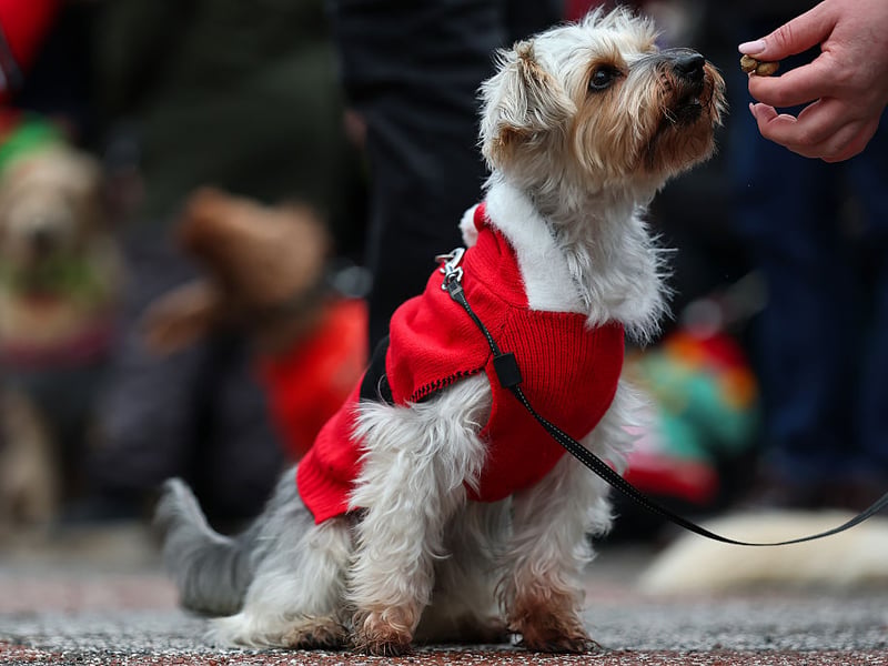 This Santa Paws got a treat for being such a good dog.