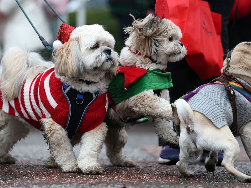 All shapes and sizes of dogs joined in.