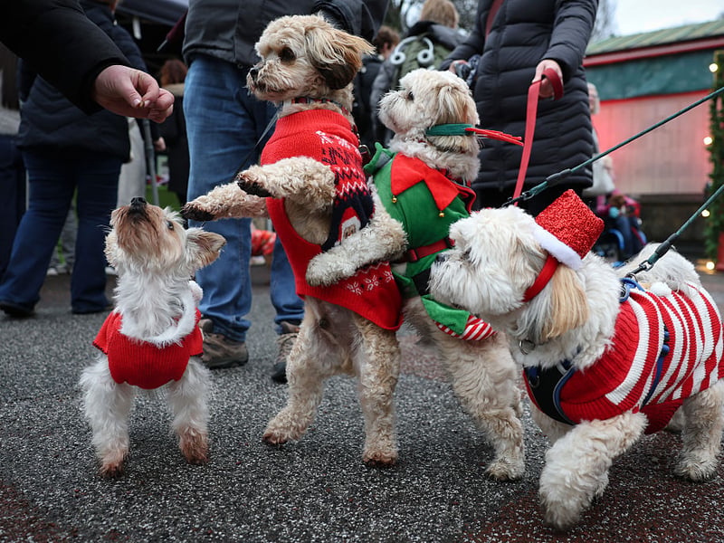The record attempt was also a chance for the dogs of Edinburgh to socialise.