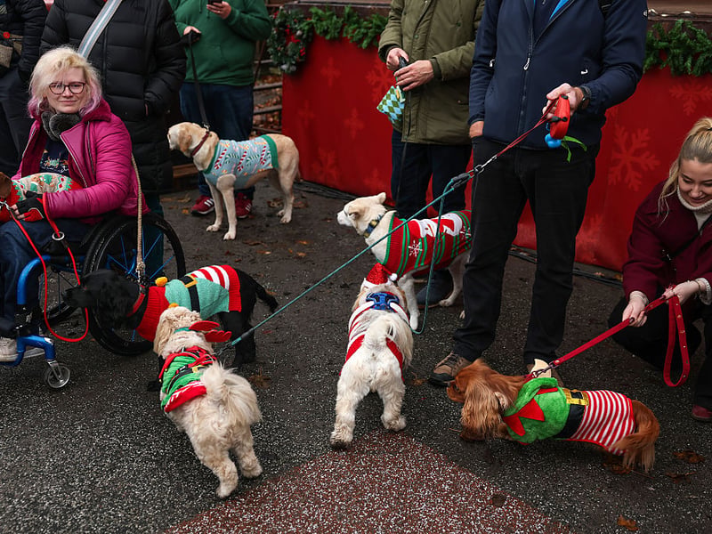 Over 100 dogs (and owners) turned up for the event.