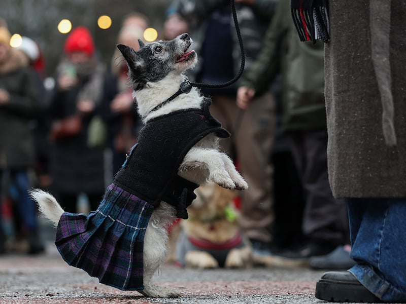 This dog opted for a patriotic outfit.