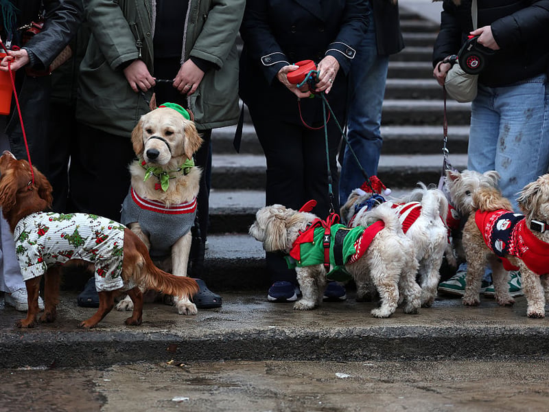 Doggie Christmas pajamas were also seen at the event.