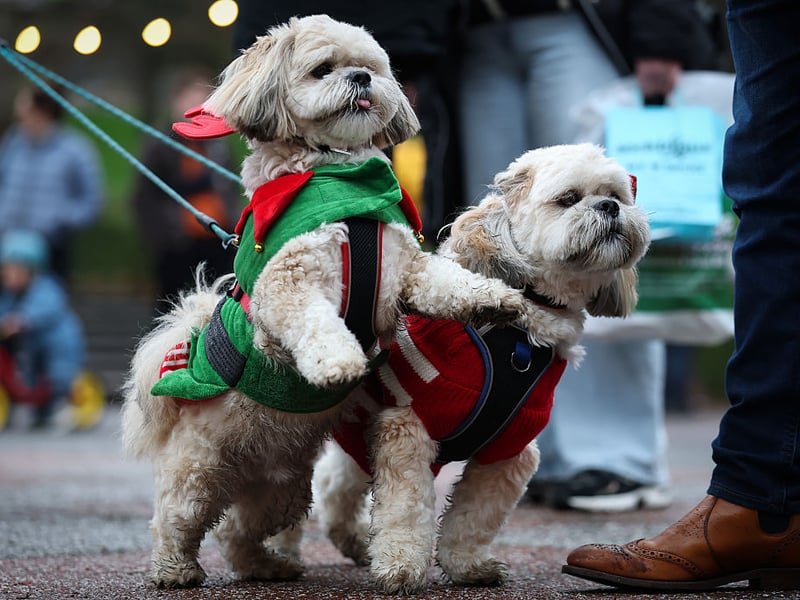 This dog was keen to go and see a friend.