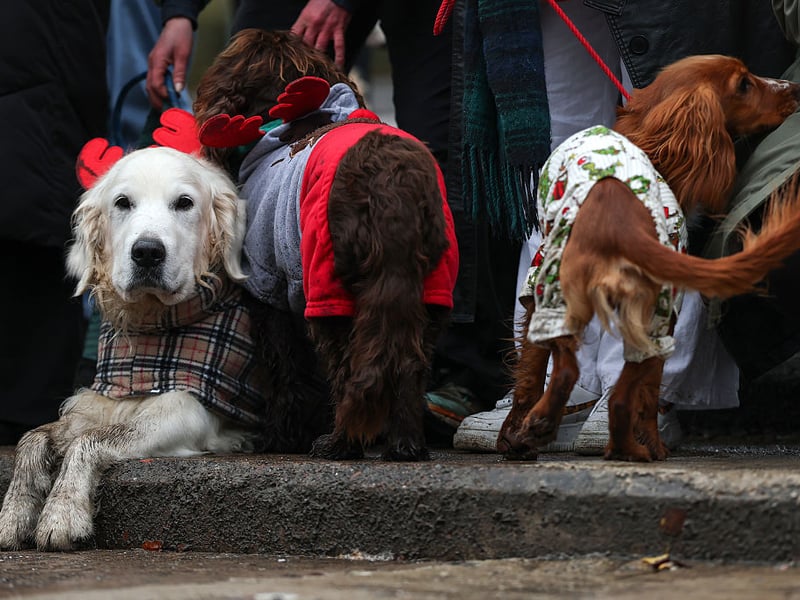 If Rudolph is busy this Christmas then this pooch can step in to help pull Santa's sleigh.