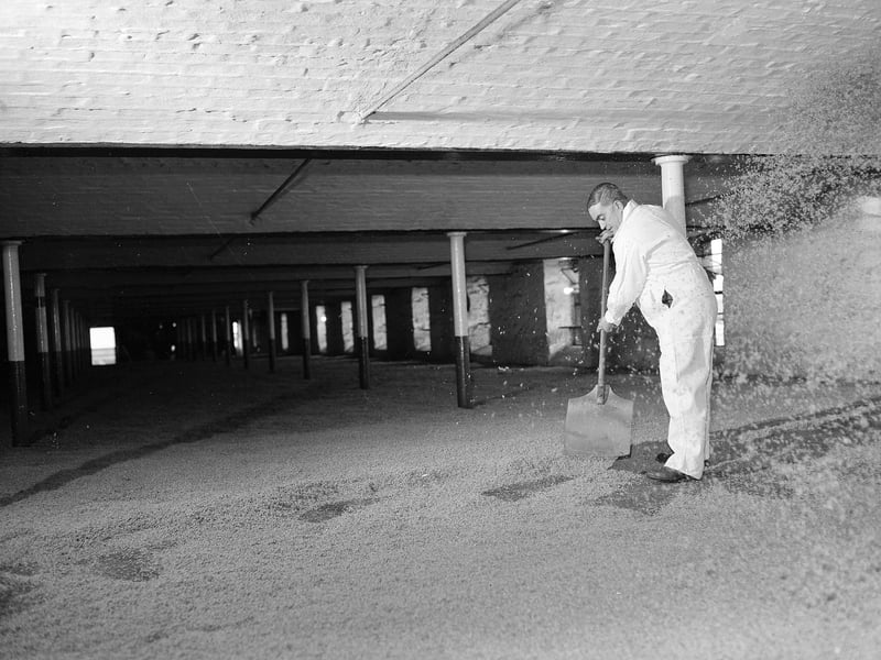 Shovelling grain at the Caledonian Distillery, off Dalry Road, in May 1960.