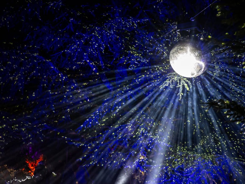 Pictured - Stunning lights at Staunton Farm's Enlightened Christmas light trail

Photos by Alex Shute