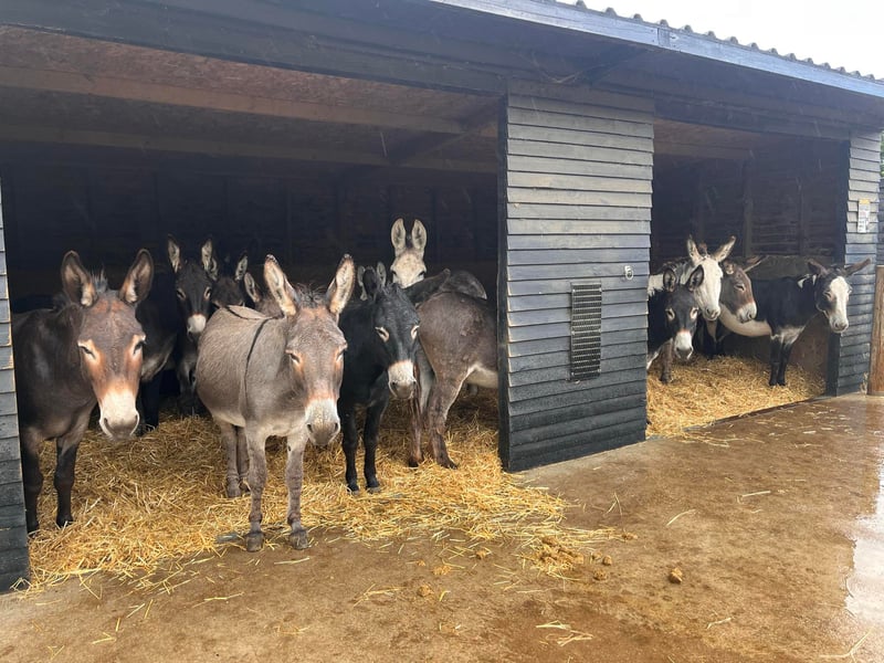 Hayling Island Donkey Sanctuary, in Mill Rythe Lane, has created a GoFundMe page after persistent rain has forced the sanctuary to close to visitors, resulting in no income stream. 
