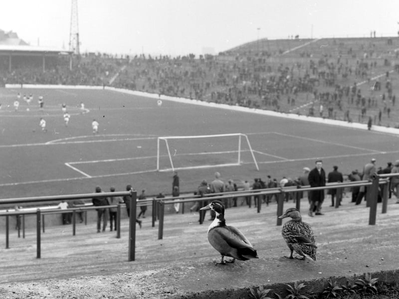 Two ducks watch a Hibs versus Hearts game at Easter Road in May 1966.
