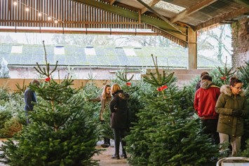 Make choosing your tree a historic family tradition at the Methley Estate, home to the Savile family since the 15th century. You can browse their extensive 18,000-tree plantation, with the option to Cut Your Own (for certain varieties). 🌲 Hungate Ln, Methley, Leeds LS26 9DU