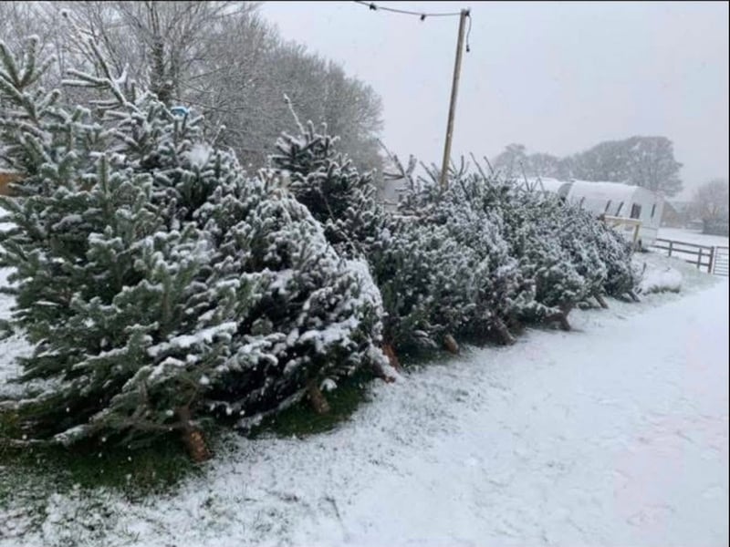 Located on the grounds of Acrecliffe Equestrian Centre, this is a beautiful spot to find your tree just north of Leeds. While primarily an equestrian training centre, the seasonal tree sale here provides a convenient source for fresh-cut trees on the border of Otley and Menston, offering a quick and easy stop for quality firs and spruces. 🌲 Bradford Rd, Otley, Menston, Ilkley LS21 3DN