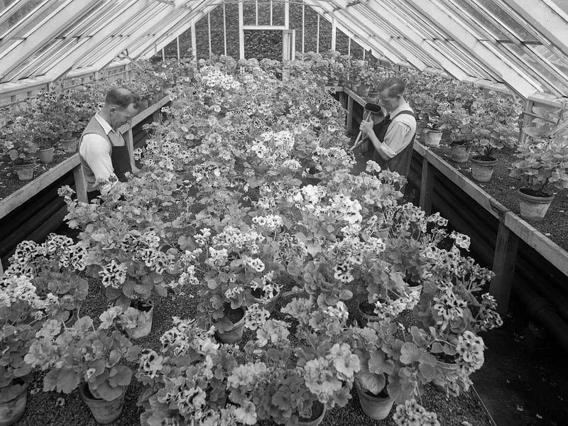 Inverleith Nursery in August 1956.