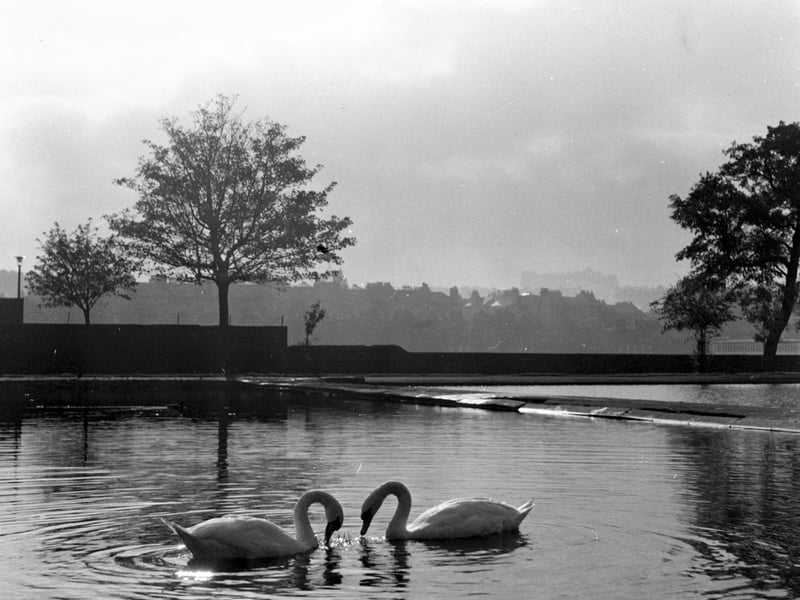 A pair of swans on Inverleith Pond in October 1965.