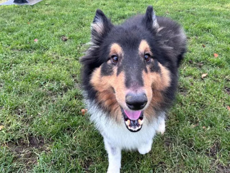Jack is a 4 year old Shetland Collie Crossbreed who enjoys the calmer side of life. He is a sweet boy who enjoys to potter and mooch around. Once he gets to know you we will come over with a waggy tail for a gentle fuss. Jack enjoys his walks but will need rural walking areas away from any hustle and bustle. He is a friendly boy with people and dogs, but doesn't seek much interaction, he enjoys the quiet side of life. He would like to be the only pet in the home but could live with older primary school aged children. Jack came into our care with an unknown history, however has shown he is a clever boy and knows his name, sit and is housetrained. He loves to spend time with his people and will be your shadow in the home! Jack will need his new family to be around for most of the day and build up how long he is left home alone for. His favourite things are some tasty chicken and his ball!