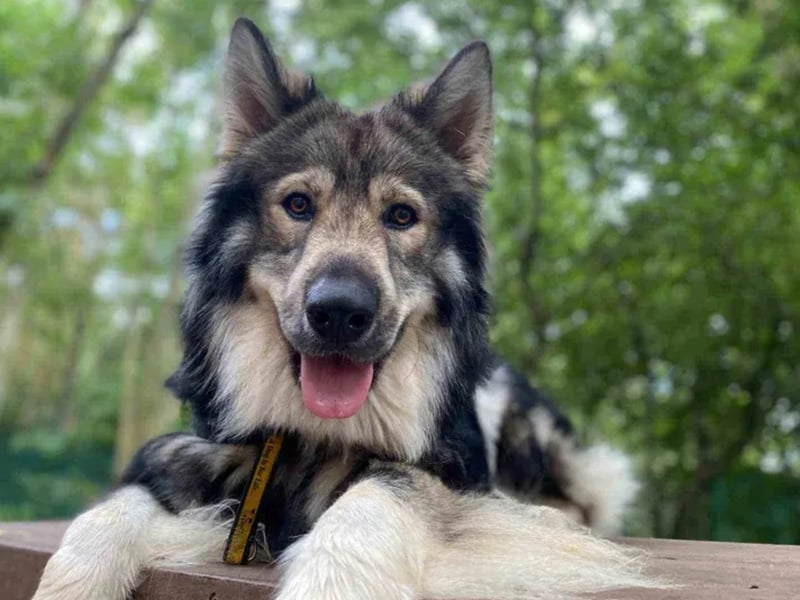Cain is a gorgeous 2-year-old German Shepherd cross. He can be on the shyer side at first but once you are friends, his cheeky personality starts to come out! With his best human friends he loves a chin scratch, he is also a big foodie and loves his treats! Cain is a sweet but sensitive boy who can be shy of new people and situations. He would benefit from having a home with adult only owners who have had experience with worried dogs before and are willing to go at his pace to help build his confidence when exploring new things. Cain enjoys his walks and would prefer to walk in lovely quiet areas where he can relax. He is happy to meet other dogs when on walks, and could potentially live with a similar sized confident dog pending a successful pair up at the centre. As Cain can be shy to begin with and can take a while to come out of his shell, he would love for any family to come and meet him a few times before he is ready to pack up his big yellow bag! Cain is the sweetest boy and would love a family that can help him flourish in his forever home.