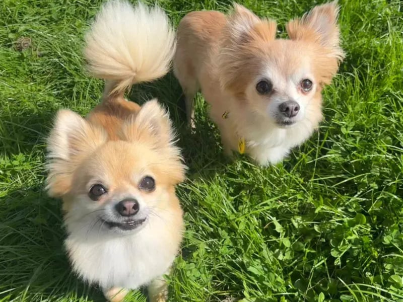 Joe is a 3 year old Chihuahua who is looking for a home along with bestest friend Amy who is an 11 year old Chihuahua. Joe and Amy love to go on little walks together and once back home will happily snuggle up on their favourite doughnut bed together. Amy does have a heart murmur and whilst this does not impact her day she will need a family that will be happy to continue with her ongoing medication. Joe can be nervous of new people so will need his family and Amy to help build his confidence both in the home and out on walks. Joe and Amy are looking to be the only pets in an adult only home.