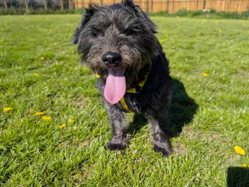 Scampi is a 7 year old Patterdale Terrier cross looking for a loving home. Scampi is a worried little lad to start with but when he gets to know you he is sweet and cheeky. Scampi is looking for a quiet experienced adult only home with no other pets and an enclosed garden. He would prefer to have someone at home with him most of the time to help him settle in. Scampi is a playful lad who loves his favourite giant caterpillar toy. Scampi travels well in the car and enjoys going out on walks in areas where he doesn't have to worry too much about being approached by off lead dogs. Scampi would like his own armchair in the home for him to relax in as his own space is important for him.