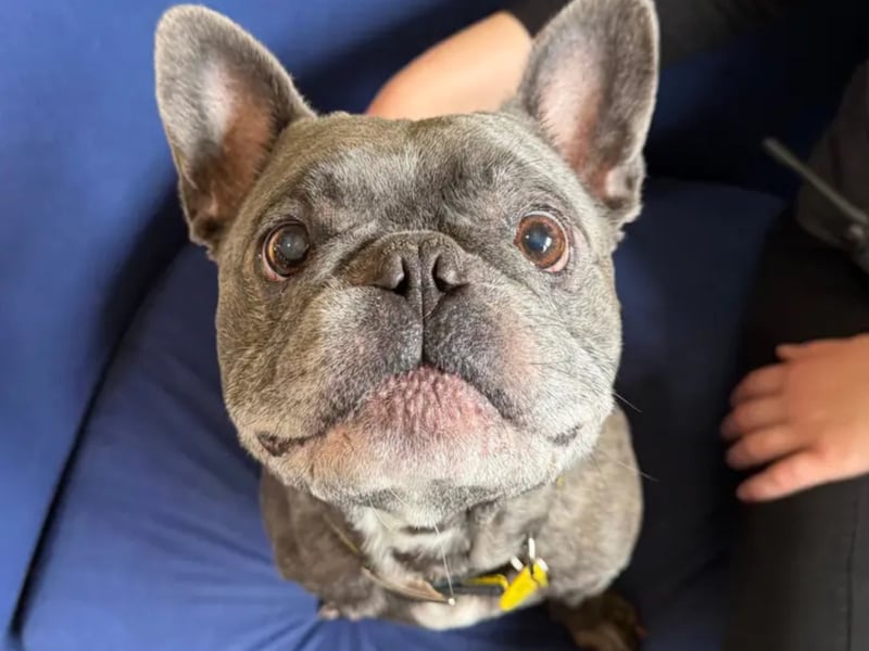 Rocky is a sweet little Frenchie who loves to spend time with his favourite people! He builds a strong bond to his human friends and is looking to live in a home with one or two adults. Rocky loves to spend his day playing with toys and having snuggles. Out on his walks, Rocky prefers to sniff and take in the scenes rather than socialising, he is more than happy to pass other dogs but would rather dogs didn't come to say hello. Rocky gets excited for his walks but isn't a fan of the cold weather but once he's got one of his stylish coats on to keep him warm, he's more than happy to get going. Rocky is housetrained and non-destructive in the home, however he does like to chew on some of his toys! Could you be the one for this wonderful little boy?