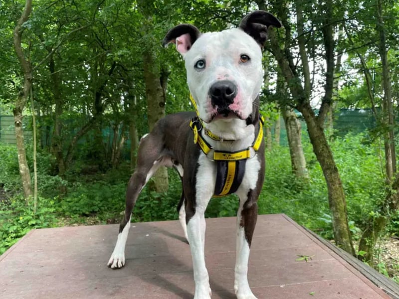 Rocco is a 4-year-old Staffordshire bull terrier looking for a loving home. He adores spending time with his favourite people! Rocco is a super smart lad and loves to spend his day keep his mind busy. Rocco would prefer to walk in quiet areas where he can relax and avoid other dogs. He is looking for an experienced adult only home that can continue with his ongoing training. Rocco is looking for owners that can be at home with him most of the day to help him settle in. He would like a garden of his own where he can sniff around and play - especially his favourite game fetch! He is an active boy who will make a great, fun companion. Can you offer him a loving home?