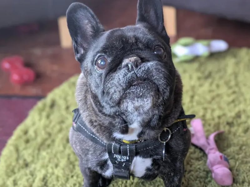 Sweet Skyla is an 11 year old French Bulldog looking for a quiet, understanding home. Skyla enjoys pottering on her walks and her home comforts. Skyla can be a bit worried sometimes and may decide that she would just like to spend her day in the garden instead of a walk. Therefore, she would love a family who have their own garden where she can potter when she chooses. Being an older girl, Skyla prefers the more peaceful side to life and is looking for a home with older secondary school children and no other pets. She enjoys doing her own thing and does not show any interest in saying hello to other dogs, usually just ignoring them. Skyla loves her snacks and her favourite treat is squeezy cheese. She is a sweet girl who would be a great addition to a family looking for a little girl to keep them company around the house.