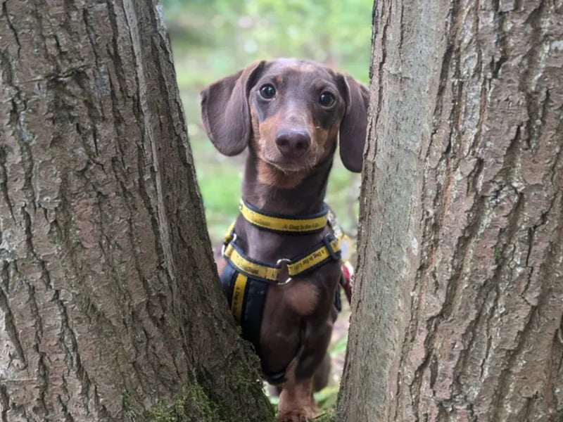 Cooper is a 3-year-old Miniature Dachshund. Super Cooper is an active little guy and makes the best adventure buddy! He adores his walks and never fails to put his nose to good use. Sniffing and snuffling along any terrain is his superpower! Cooper is a total water baby and enjoys a splash in the stream or a stroll along the beach. Afterwards, he will fly up on the sofa with you for lots of snuggles and to do some sausage roly-poly's! Another one of Cooper's superpowers is that he has exceptional hearing, he will never fail to let you know that the doorbell has gone by giving out a bark or two! Cooper can be a little shy to begin with and can take a while to come out of his shell, he would love for any family to come and meet him a few times before he is ready to pack his bags, jump in your car and start his next adventure! Cooper is looking to be the only pet in an adult only home.