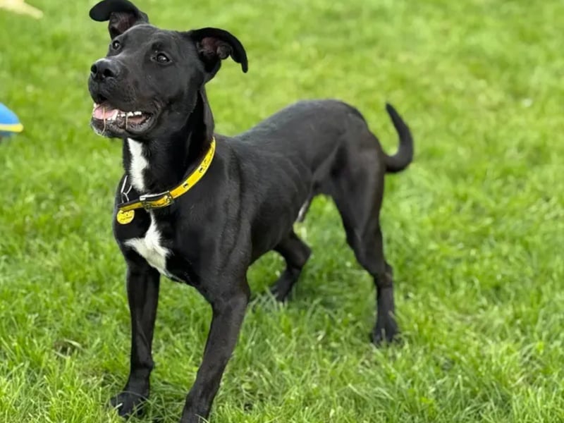 Barnaby is a 1 year old Crossbreed looking for a family to entertain. He has the best puppy dog eyes that can literally lull you in to doing anything for him. Whilst he loves every and any toy, his favourite is a squeaky ball. A never ending game of fetch in your garden would be his favourite part of the day! This would of course be followed by a snuggle on the sofa, and his sweet spot is a scratch behind his ears as he drapes himself over you like a blanket. Barnaby is shy to start with, but if you are happy to come and meet him a few times armed with squeezy cheese, a deep friendship will soon evolve. Barnaby would love to find a quiet and calm home with little coming and going. He would be best suited to have fewer members in the home, but he could possibly live with secondary school aged children. Barnaby loves his walks and is keen to get going. Whilst he hasn`t quite mastered the art of walking by your side, he is ready and willing to learn with you.