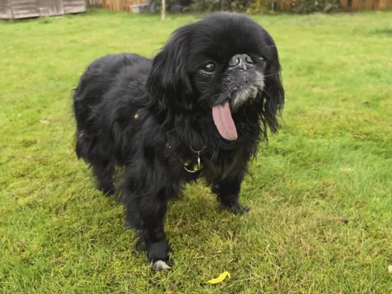 Hercules is an affectionate and lively 11-year-old King Charles Spaniel who loves attention and being around people. Hercules has a fun, cheeky personality and enjoys following his people around to see what’s happening. He loves fuss, affection, and being part of family life. He’ll happily explore the garden, go for gentle walks, and then curl up on the sofa for a snooze. Hercules is friendly, social, and full of character. He’d prefer a calm, relaxed home without young children or other pets, and with someone around for much of the day. He enjoys routine, human company, and plenty of affection.