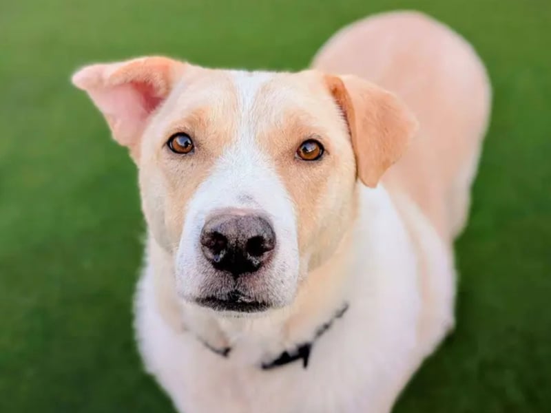 Gorgeous Elsa is a very sweet girl who greets her human friends with a very wiggly body and smiley face! Elsa sadly hasn't had the best start in life, so she is looking for a home with no pets and children aged 16 years and above. She can take her time to get to know people, but once comfortable, she loves a belly rub! She will even ask you for more cuddles by giving you a paw! Elsa is a worried girl at heart and finds certain things a bit scary, including the car. She is currently working with the training team at our centre, getting more and more confident every day, and is looking for a caring family who can continue to build her confidence in her new home and work with the training team to support her. Elsa loves her treats and already knows a few cues including 'basket' where she will hop into her cozy bed for a nap. Elsa is happy to walk by other dogs, however, can feel uncomfortable interacting with them and much prefers quiet, peaceful walks where she can enjoy exploring with her family. Elsa loves being in the company of her favourite humans and would benefit from someone who can slowly build up her leaving hours while she settles into her new home. This gorgeous girl has so much love to give, and is on the look out for an experienced understanding family who can give her the time, patience and love she so deserves. Could this be you?