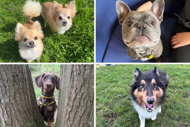 These dogs would all like a new home for Christmas.