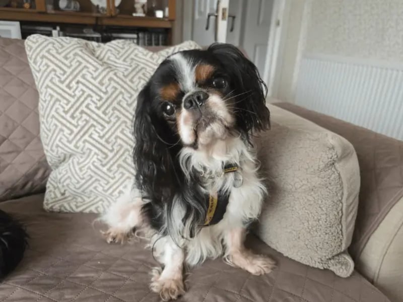 Gabriel is a gentle and affectionate 8-year-old King Charles Spaniel. This charming boy loves pottering around the garden and snuggling up for a cosy nap. Gabriel has a sweet, easy-going nature and enjoys affection and quiet companionship. He is friendly with people and other dogs and travels well in the car. He is looking for a home without young children or other pets, where someone is around for most of the day. A gentle routine, comfortable space to rest, and plenty of attention will help him feel right at home. In return, he’ll bring warmth, love, and plenty of smiles.