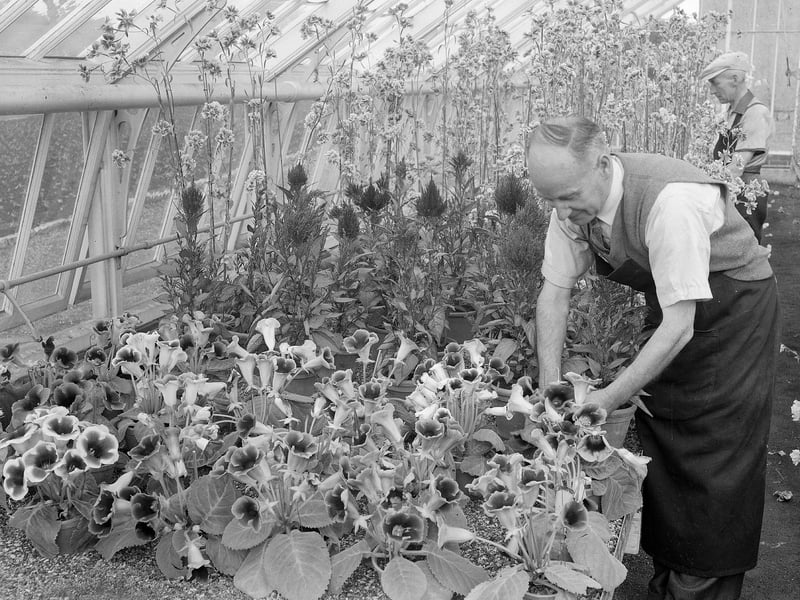 Growing flowers in Inverleith in February 1958.