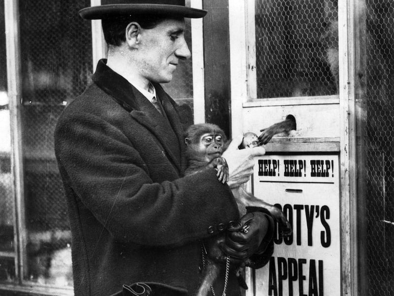 A smartly-dressed man outside the monkey enclosure at Roundhay Park Zoo, Canal Gardens. He is holding one monkey while passing a piece of food to another monkey who is sticking an arm through a hole in the cage. Below this is a box collecting money for "Sooty's Appeal" - this appeal was part of the YEP's 'Boots for Bairns' appeal to provide boots and shoes for poor children across the city.