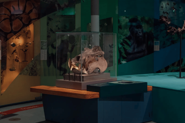 This fun, family-focused trail guides visitors through the museum using clues and challenges related to some of the most unusual and exciting specimens in the collection. It's a perfect activity to keep children engaged during the February half-term break. 🔎 Leeds City Museum, Millennium Square.