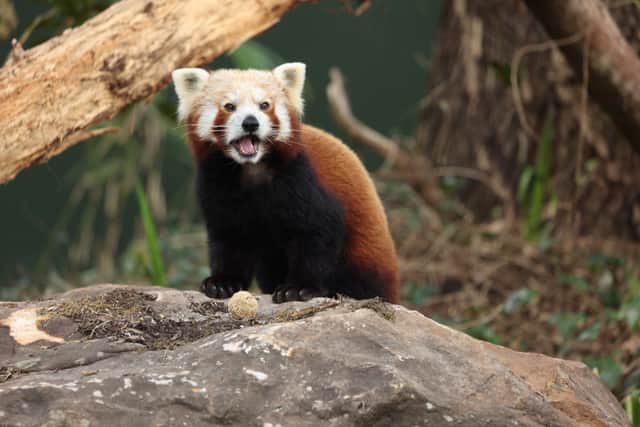 77 per cent of grown-ups admit they have been posed an animal question from their child they didn’t know the answer to.