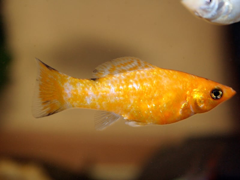 From the same family as the Guppy - and equally easy to keep - Mollies can be differentiated by their body shape and smaller tail. Widespread across the Americas, the Molly can come in a variety of colours, with black and orange being among the most popular with aquarium owners. 