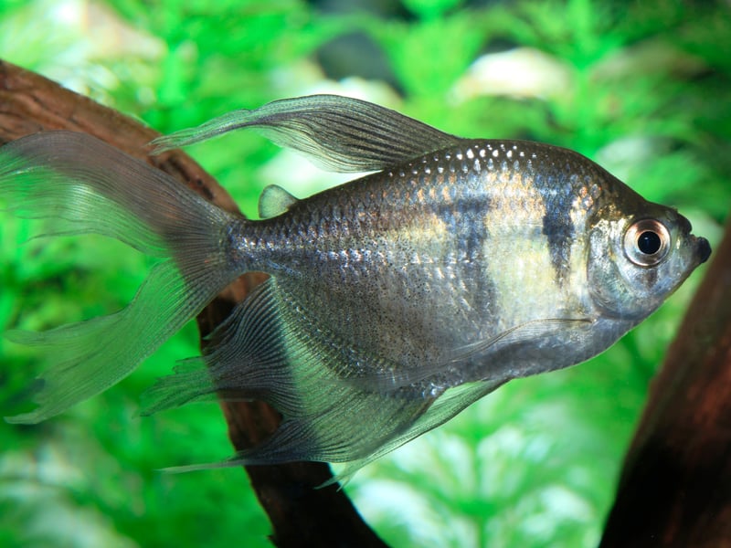 Most fish with the word 'tertra' in their name tend to be good for beginners, and that's true of the striking Black Skirt Tetra (and it really does look like it's wearing a wee skirt). One word of caution - they occasionally nip at other fish's fins so keep an eye on their tankmates. They are another fish that likes to school - so buy a handful.