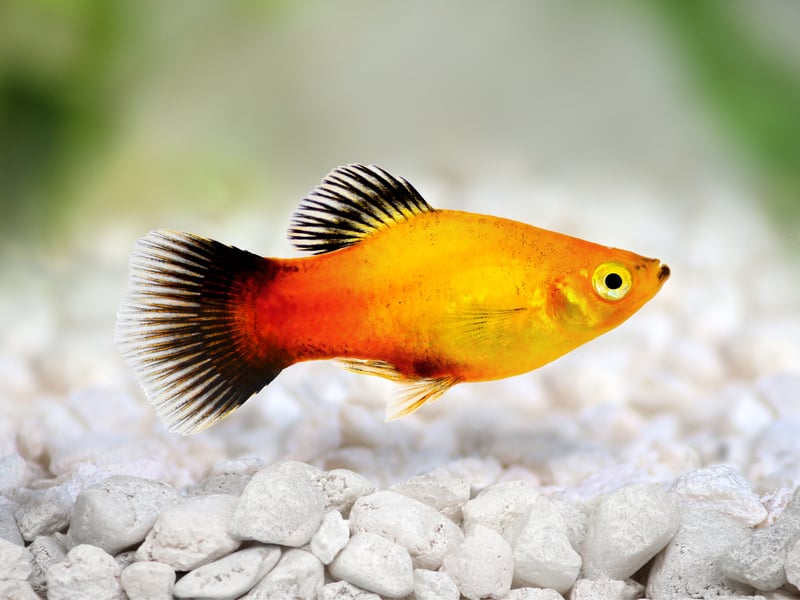 Native to the rivers of Central America, the Platy is yet another low-maintenance livebearer. There are actually two distinct species - the Southern Platyfish and the Variatus Platy - but they have been interbred to the point that any Platy bought in a pet shop will be a hybrid of the two.