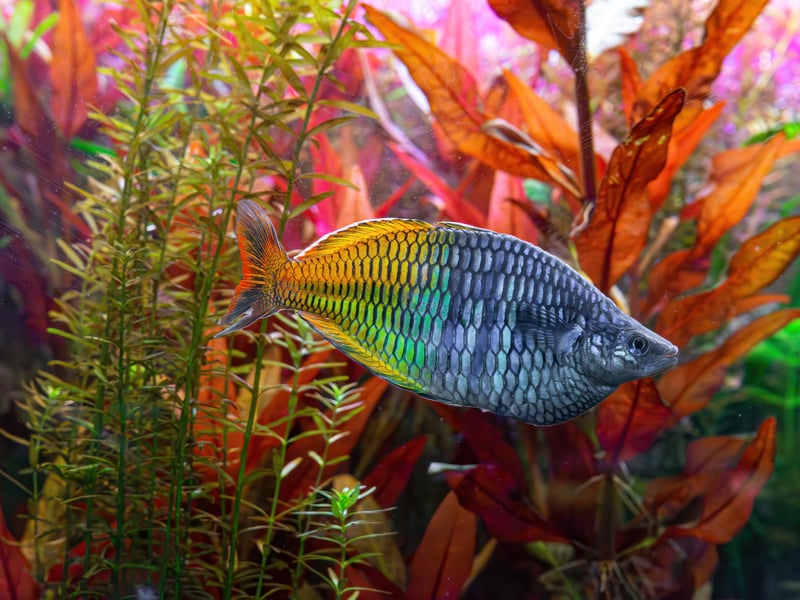 Tropical fish don't come much more colourful than the glorious Boesemani Rainbowfish - but they are also a pretty easy fish for a beginner. They love to be sociable and school - either with fellow Boesemani Rainbowfish or any other finned friends that will have them.