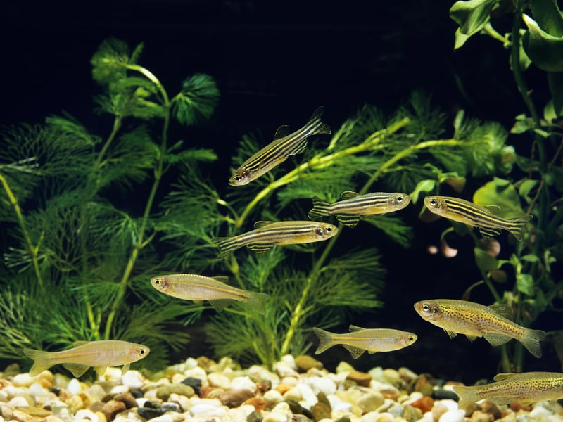 Also known as the Zebra Fish. like most of the fish on this list the Zebra Danio is a relatively small fish, hence doesn't need an enormous tank. Get at least five and they will naturally form a school. These fish will eat pretty much anything so that's one less thing to worry about. 