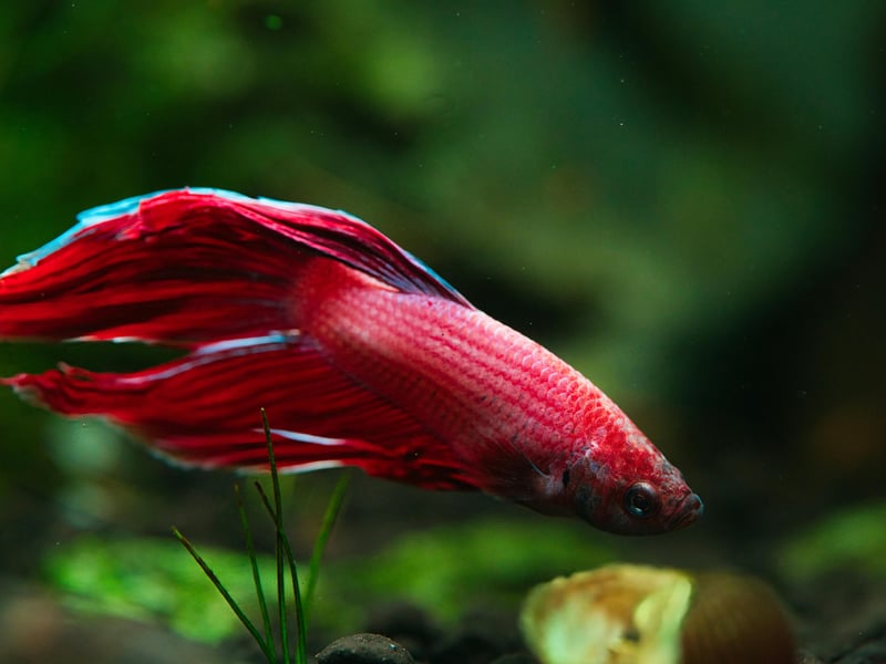 A fish that is as easy to look after as it is beautiful, the one thing beginners need to be careful of when it comes to the Betta is which sex you have. Male Battas tend to be aggressive and fight each other, so either go for a single male or a number of females, who tend to get on better with heach other. Much like humans really! 