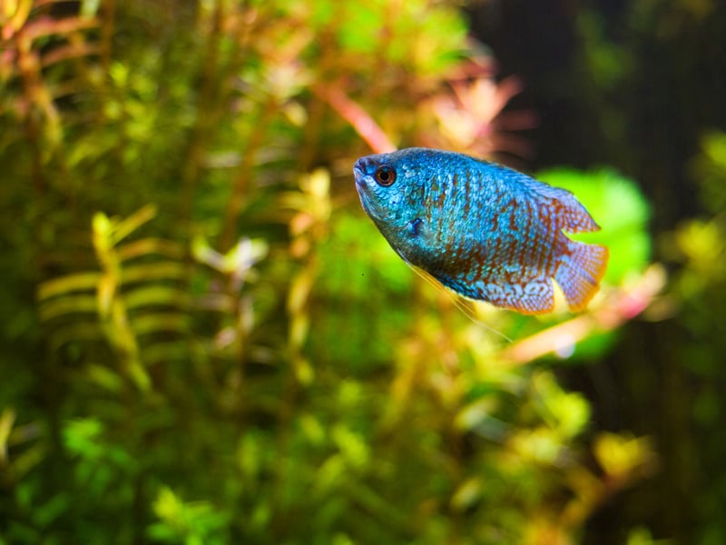 Highly prized for their stunning colours, the Dwarf Gouramis only grows up to 2.5 inches in length and will be happy in either hard or soft water. The South Asian fish breathes directly from the atmosphere so needs easy access to the surface. They will live for up to four years with very little fuss - just make sure to keep their water clean otherwise they may contract diseases. 