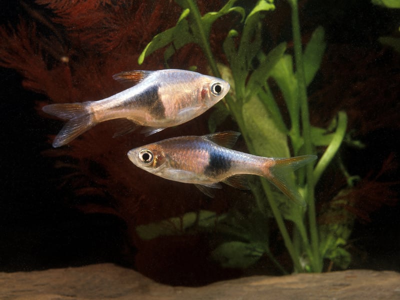 The colourful Harlequin Rasbora is a native of Southeast Asia is a small fish that will form a dazzling shoal in your aquarium. Get up to 10 of them - they get on well with everyone and are happy to just eat basic fish flakes. 