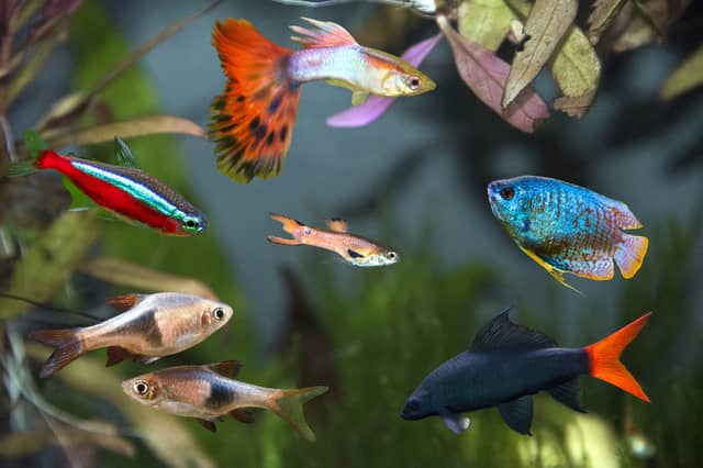 Some of the best breeds of freshwater tropical fish for beginners.