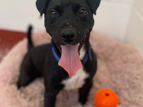 Marshall is a one-year-old jack russell terrier. The RSPCA said he is 'a super switched on little terrier who has not had the best start to life. He can be a bit worried around strangers but once he has warmed up and said hello (and perhaps had a snack from you!) he quickly relaxes and enjoys human company.'
Picture: RSPCA Stubbington Ark