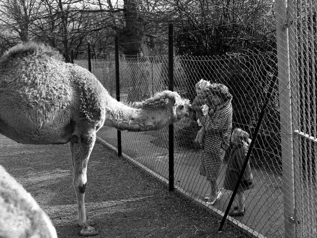 A toddler being introduced to one of Edinburgh Zoo's dromedary camels in 1962.