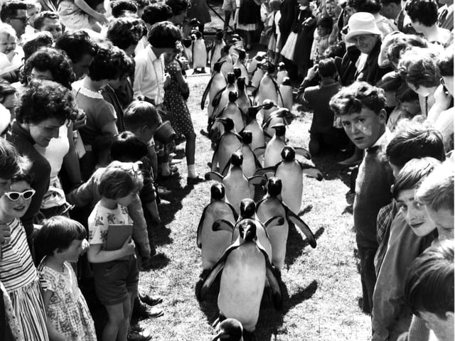 Children flank the Penguin parade at Edinburgh Zoo in July 1962.