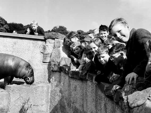 Albert Primary School pupils visit Edinburgh Zoo and check out the hippos in September 1963.