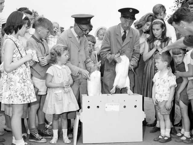 Penguins are packed into boxes to go to Iceland in August 1963.