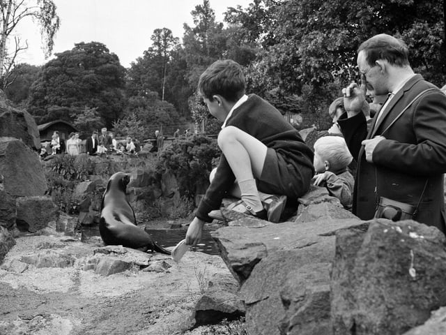 A little boy climbs onto the rocks around the sealion enclosure at Edinburgh Zoo in 1965.