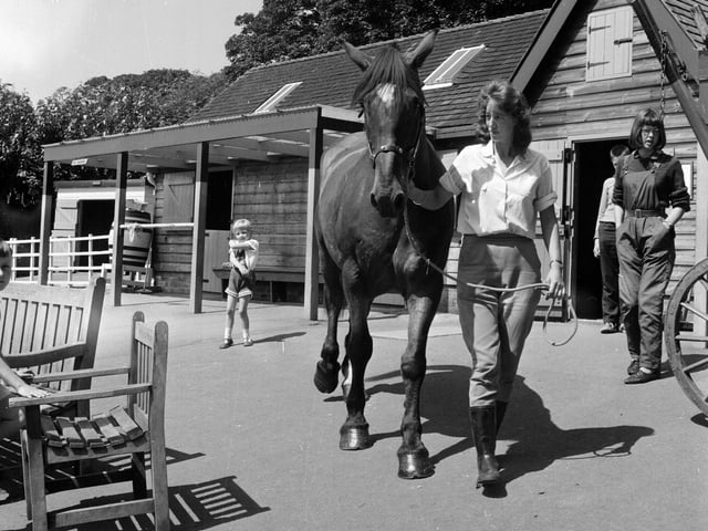 A horse belonging to Mr Charles Hewitt at the Children's Farm in Edinburgh Zoo after it ran away in July 1965.