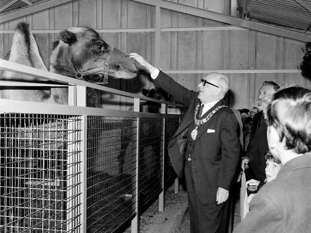 Lord Provost Duncan Weatherstone meets one of the residents at the opening of the new camel house at Edinburgh Zoo in July 1965.
